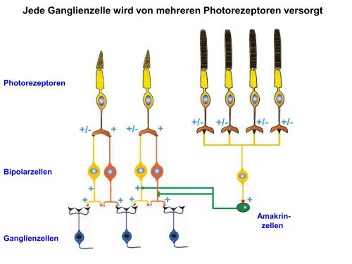 Das rezeptive Feld einer Ganglienzelle