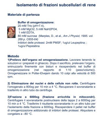 Isolamento di frazioni subcellulari di rene