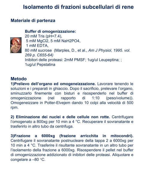 Isolamento di frazioni subcellulari di rene