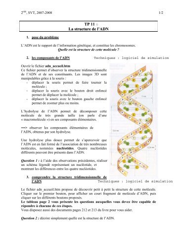 TP11 - structure ADN.. - G. Furelaud