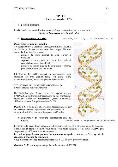 TP11 - structure ADN.. - G. Furelaud