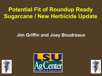 Potential Fit of Roundup Ready Sugarcane / New Herbicide Update