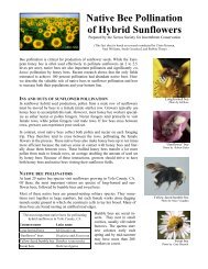 Native Bee Pollination of Hybrid Sunflowers - The Xerces Society