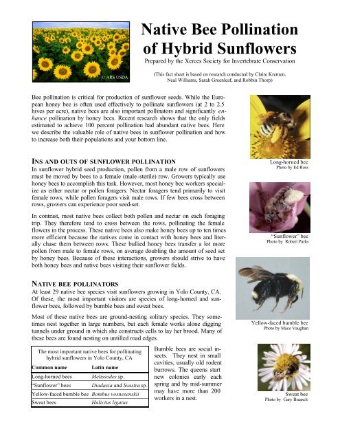 Native Bee Pollination of Hybrid Sunflowers - The Xerces Society