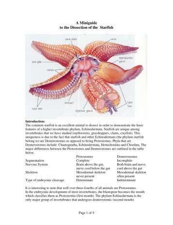 Starfish Dissection Guide - Mr.E Science