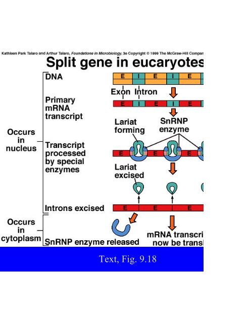 Microbial Genetics Microbial Genetics