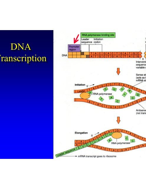 Microbial Genetics Microbial Genetics