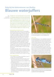 Hulp bij het determineren van libellen, Blauwe waterjuffers - Vlindernet