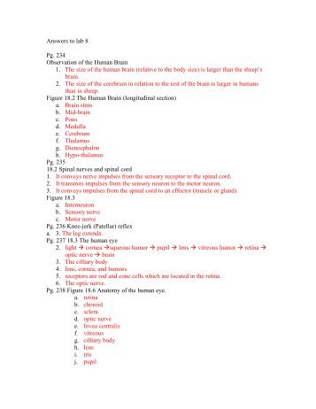 Answers to lab 8 Pg. 234 Observation of the Human Brain 1. The ...