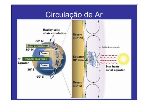 Vegetação na escala global e fatores determinantes