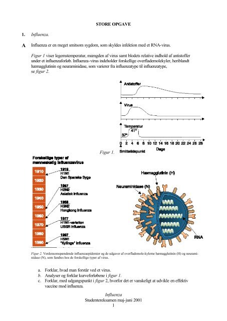 Influenza Studentereksamen maj-juni 2001 1 STORE OPGAVE 1 ...