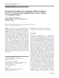 Development of marker-free transgenic sorghum ... - Plant Sciences