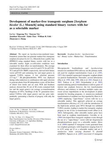 Development of marker-free transgenic sorghum ... - Plant Sciences