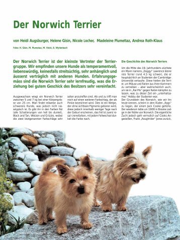 Der Norwich Terrier