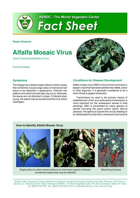Alfalfa Mosaic Virus (AMV) on Pepper