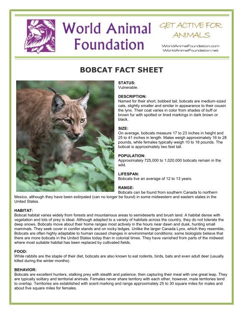 BOBCAT FACT SHEET - World Animal Foundation