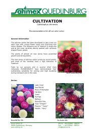 Callistephus chinensis Cultivation Cut Flower - Satimex