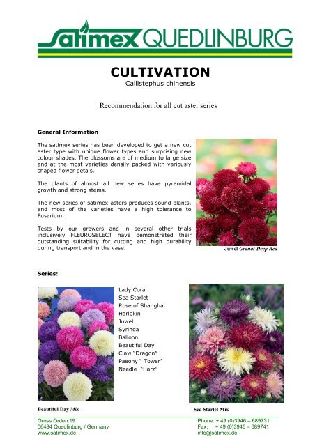 Callistephus chinensis Cultivation Cut Flower - Satimex