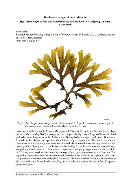 Benthic macroalgae of the Arabian Sea 1 Benthic macroalgae of the ...