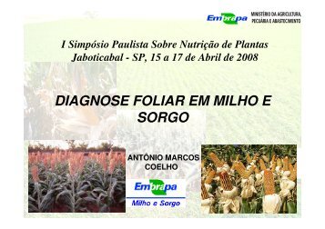 DIAGNOSE FOLIAR EM MILHO E SORGO - Nutricao de Plantas