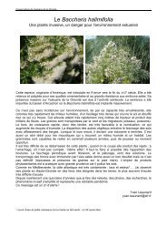 Le Baccharis halimifolia - Une plante invasive, un danger pour l ...