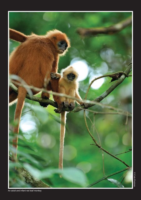 Cede Prudente An adult and infant red leaf monkey - Sabah Forestry ...