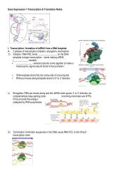 Gene Expression = Transcription & Translation Notes I. Transcription ...