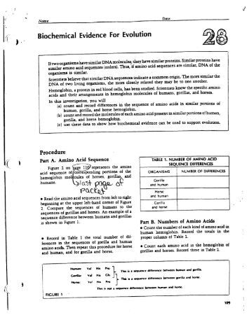 Printables Evidence For Evolution Worksheet biochemical evidence for evolution worksheet key intrepidpath 14 1 what causes sports injuries mrs gm biology 200