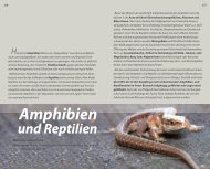 Amphibien