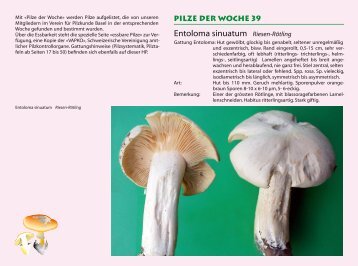 Entoloma sinuatum Riesen-RÃ¶tling - pilze-basel