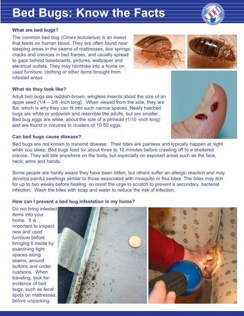 Bed Bug Information