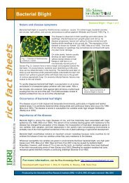 Bacterial blight - Rice Knowledge Bank - International Rice ...