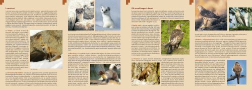 I carnivori e gli uccelli rapaci in Valtrigona - Valsugana