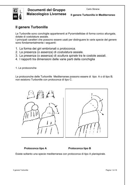 Il genere Turbonilla - SocietÃƒÂ  Italiana di Malacologia