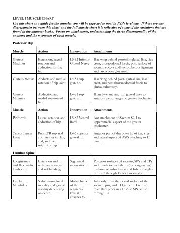 LEVEL I MUSCLE CHART Use this chart as a guide for ... - Kinetacore