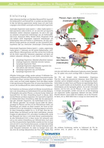 „Der Pilz - heterotropher Organismus im Ökosystem Wald“