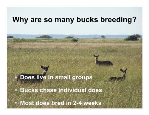 Buck Breeding Success - Duval