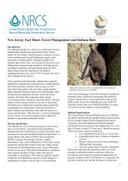 Forest Management and Indiana Bats - New Jersey Audubon Society