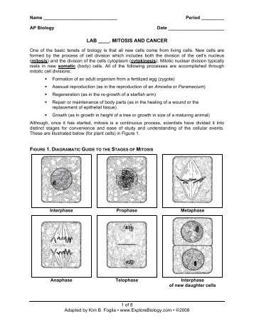 LAB ____. MITOSIS AND CANCER - Explore Biology