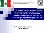 D. opuntiae