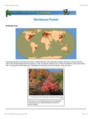 Deciduous Forest - Foss - FOSSweb