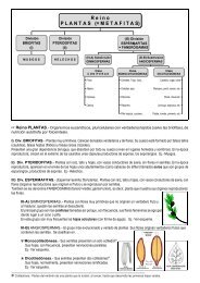 L Reino PLANTAS.- Organismos eucariÃ³ticos, pluricelulares con ...