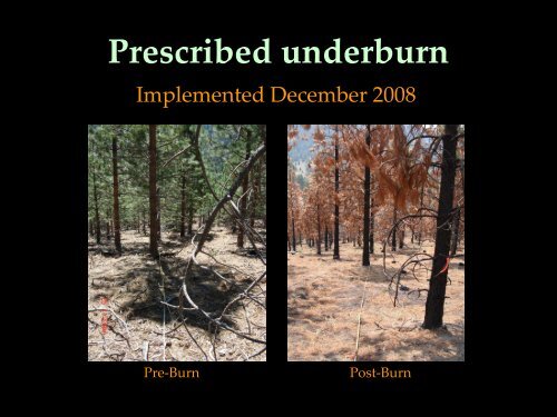 Fire Behavior and Fire Effects of Mastication and Prescribed Fire in a ...