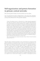 Self-organization and pattern formation in primate cortical networks