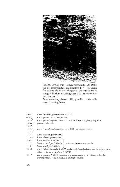 FORSTHAVEN I CHARLOTTENLUND - Dansk Dendrologisk Forening