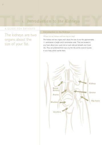 Introduction to the Kidneys - Renal Resource Centre