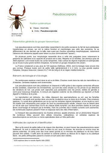 Pseudoscorpions - Gretia