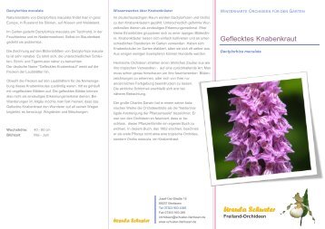 Freiland Orchideen - Ursula Schuster