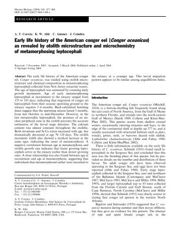 Early life history of the American conger eel ... - ResearchGate