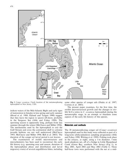 Early life history of the American conger eel ... - ResearchGate